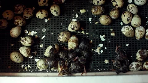 The hatching of quails from eggs. Chicks in the incubator. Breeding animals on t Video stock 153512712