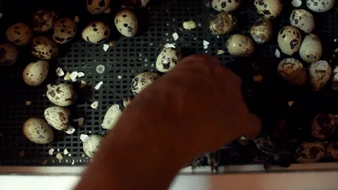 The hatching of quails from eggs. Chicks in the incubator. Breeding animals on t Video stock 153676552