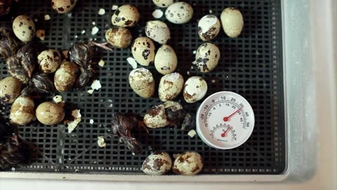 The hatching of quails from eggs. Chicks in the incubator. Breeding animals on Video stock 153828259