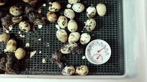 The hatching of quails from eggs. Chicks in the incubator. Breeding animals on Video stock 154228327