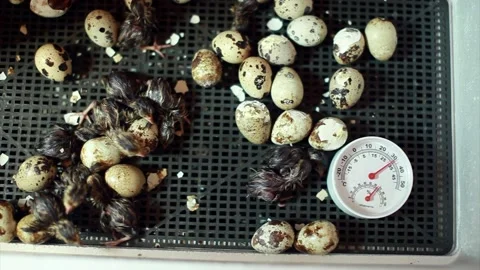 The hatching of quails from eggs. Chicks in the incubator. Breeding animals on Video stock 154385903