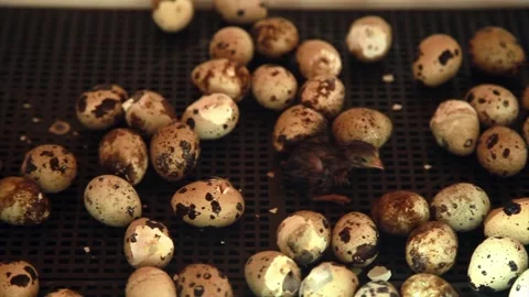 The hatching of quails from eggs. Chicks in the incubator. Breeding animals on Video stock 154564336
