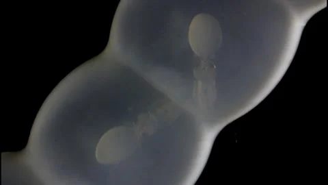 Hatching Soon: Eggs of the Bluefin Squid in Ogasawara Stock Footage 332760809