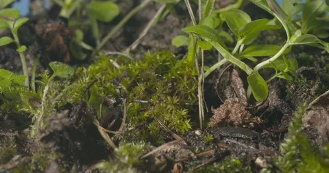 Hatching ticks Stock Footage 112937805