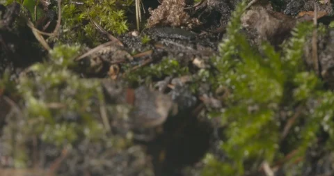 Hatching ticks. Stock Footage 113022753