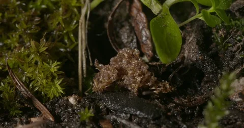 Hatching ticks. Stock Footage 113023052