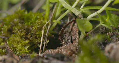 Hatching ticks. Stock Footage 113027233