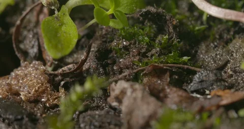 Hatching ticks. Stock Footage 113032163