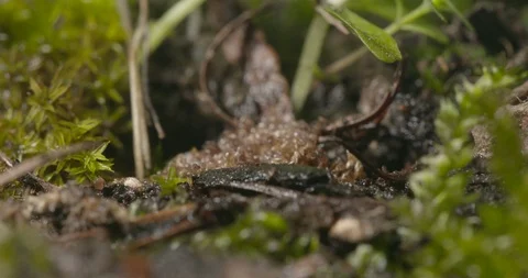 Hatching ticks. Stock Footage 113033096