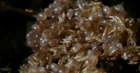 Hatching ticks. Video stock 113035493