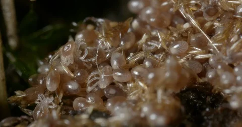 Hatching ticks. Stock Footage 113035969