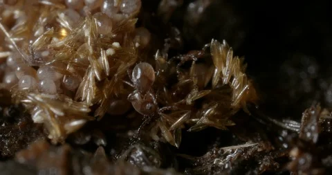 Hatching ticks. Stock Footage 113036919