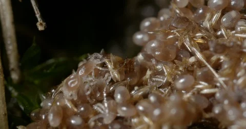 Hatching Ticks Stock Footage 113037621