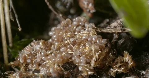 Hatching ticks. Stock Footage 113038515