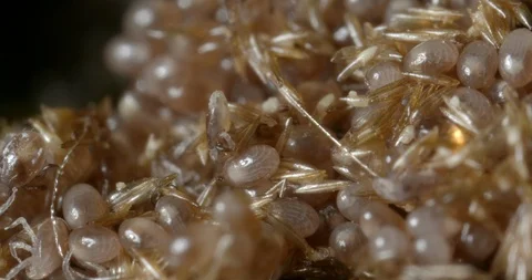 Hatching ticks. Stock Footage 113039767