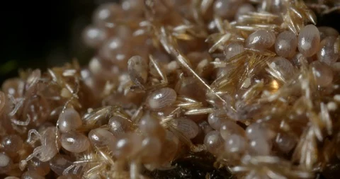 Hatching ticks. Stock Footage 113040933