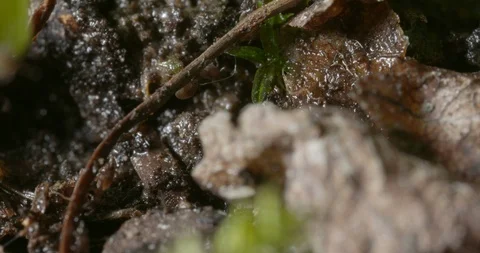 Hatching ticks. Stock Footage 113041371