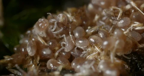 Hatching ticks. Stock Footage 113041855