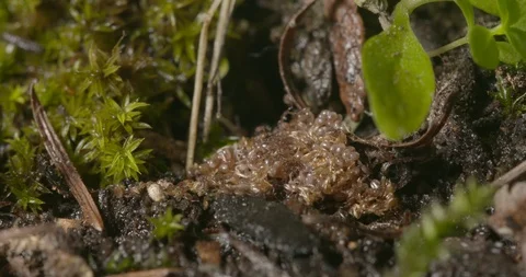 Hatching Ticks Stock Footage 113143456