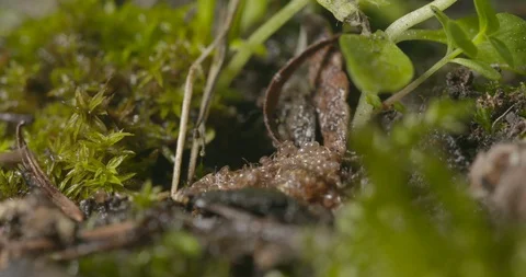 Hatching Ticks Stock Footage 113146158