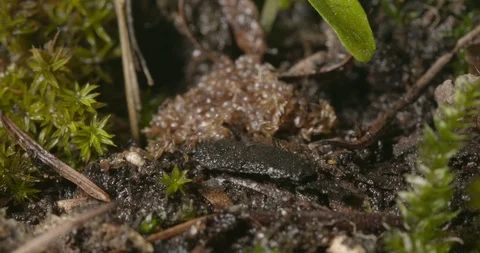 Hatching Ticks Stock Footage 113146405