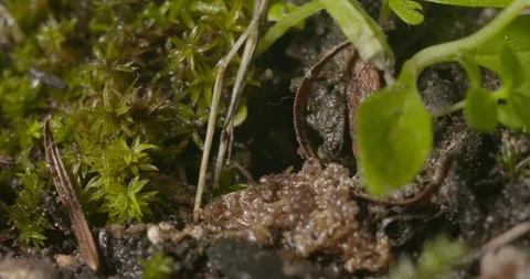 Hatching Ticks Stock Footage 113146959