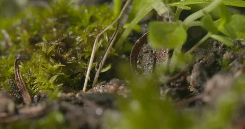 Hatching Ticks Stock Footage 113148321