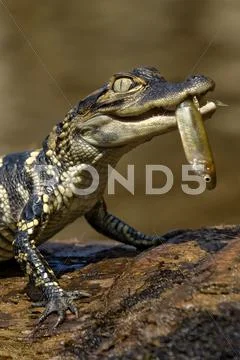 Hatchling American alligator (Alligator mississippiensis), central Florida, USA. Stock Photos