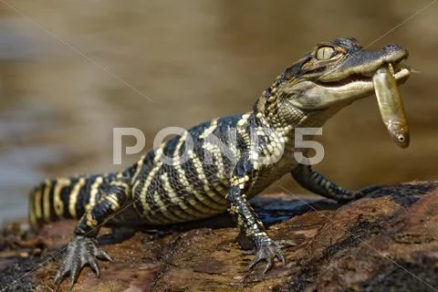 Hatchling American alligator (Alligator mississippiensis), central Florida, USA. Stock Photos