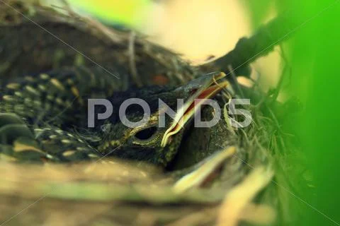 Hatchling of American Robin Bird Stock Photos