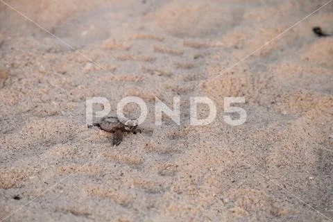 Hatchling baby loggerhead sea turtles Caretta caretta climb out of their nest Stock Photos
