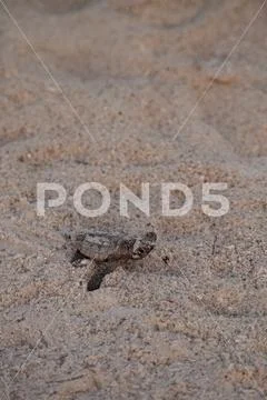 Hatchling baby loggerhead sea turtles Caretta caretta climb out of their nest Stock Photos