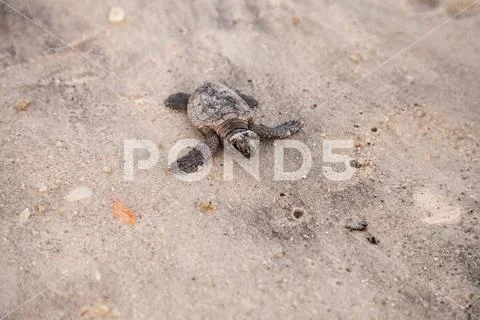 Hatchling baby loggerhead sea turtles Caretta caretta climb out of their nest Stock Photos