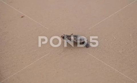 Hatchling baby loggerhead sea turtles Caretta caretta climb out of their nest Stock Photos