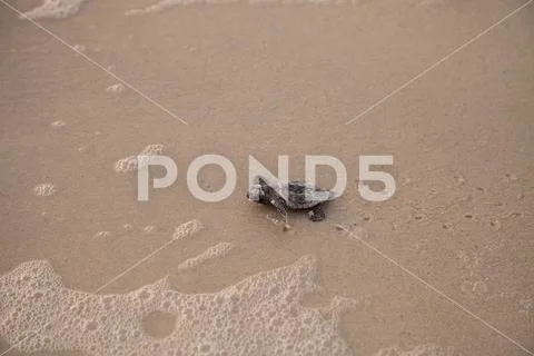 Hatchling baby loggerhead sea turtles Caretta caretta climb out of their nest Stock Photos