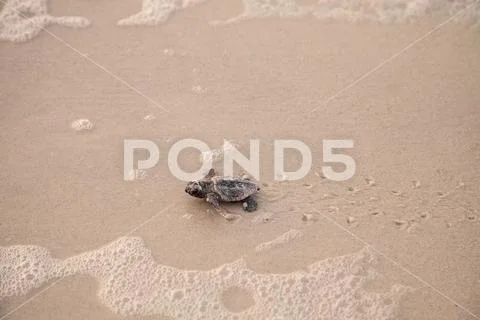 Hatchling baby loggerhead sea turtles Caretta caretta climb out of their nest Stock Photos