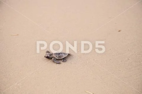 Hatchling baby loggerhead sea turtles Caretta caretta climb out of their nest Stock Photos