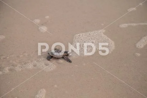Hatchling baby loggerhead sea turtles Caretta caretta climb out of their nest Stock Photos
