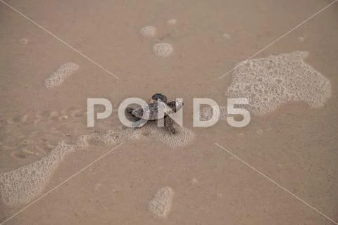 Hatchling baby loggerhead sea turtles Caretta caretta climb out of their nest Stock Photos