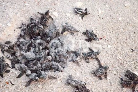 Hatchling baby loggerhead sea turtles Caretta caretta climb out of their nest Stock Photos