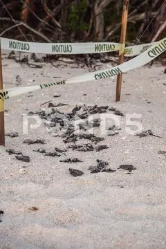 Hatchling baby loggerhead sea turtles Caretta caretta climb out of their nest Stock Photos