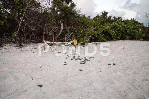 Hatchling baby loggerhead sea turtles Caretta caretta climb out of their nest Stock Photos