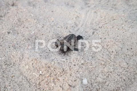 Hatchling baby loggerhead sea turtles Caretta caretta climb out of their nest Stock Photos