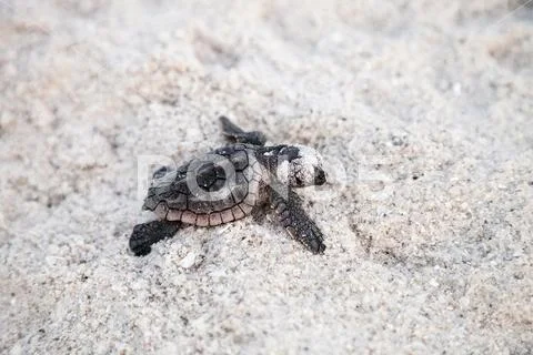 Hatchling baby loggerhead sea turtles Caretta caretta climb out of their nest Stock Photos