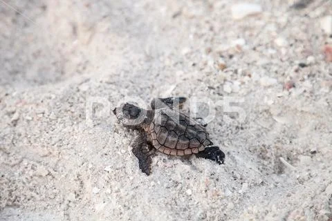 Hatchling baby loggerhead sea turtles Caretta caretta climb out of their nest Stock Photos