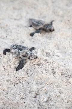 Hatchling baby loggerhead sea turtles Caretta caretta climb out of their nest Stock Photos