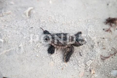Hatchling baby loggerhead sea turtles Caretta caretta climb out of their nest Stock Photos