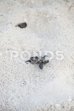 Hatchling baby loggerhead sea turtles Caretta caretta climb out of their nest Stock Photos