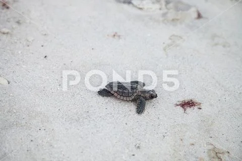 Hatchling baby loggerhead sea turtles Caretta caretta climb out of their nest Stock Photos