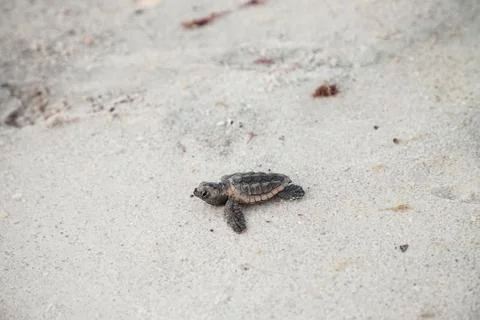 Hatchling baby loggerhead sea turtles Caretta caretta climb out of their nest Stock Photos